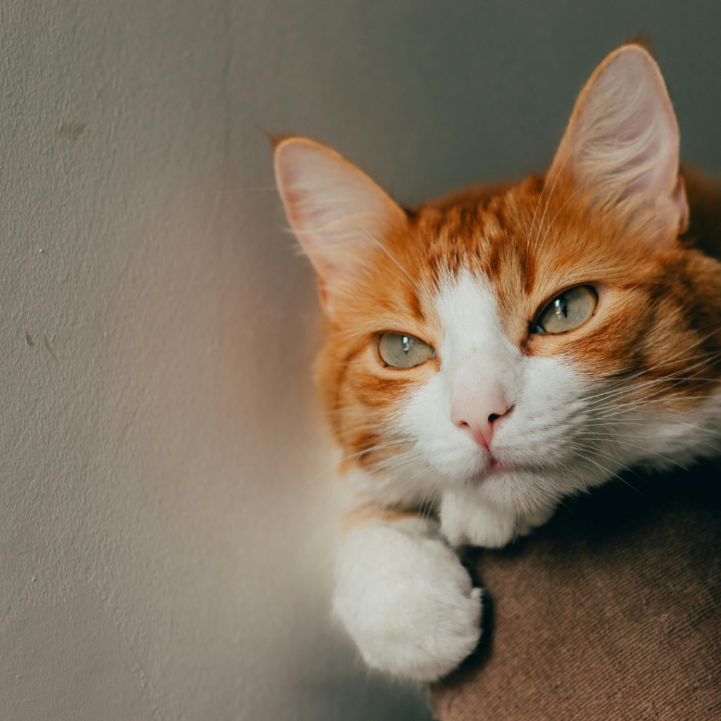 Beneficios de tener una mascota en casa
