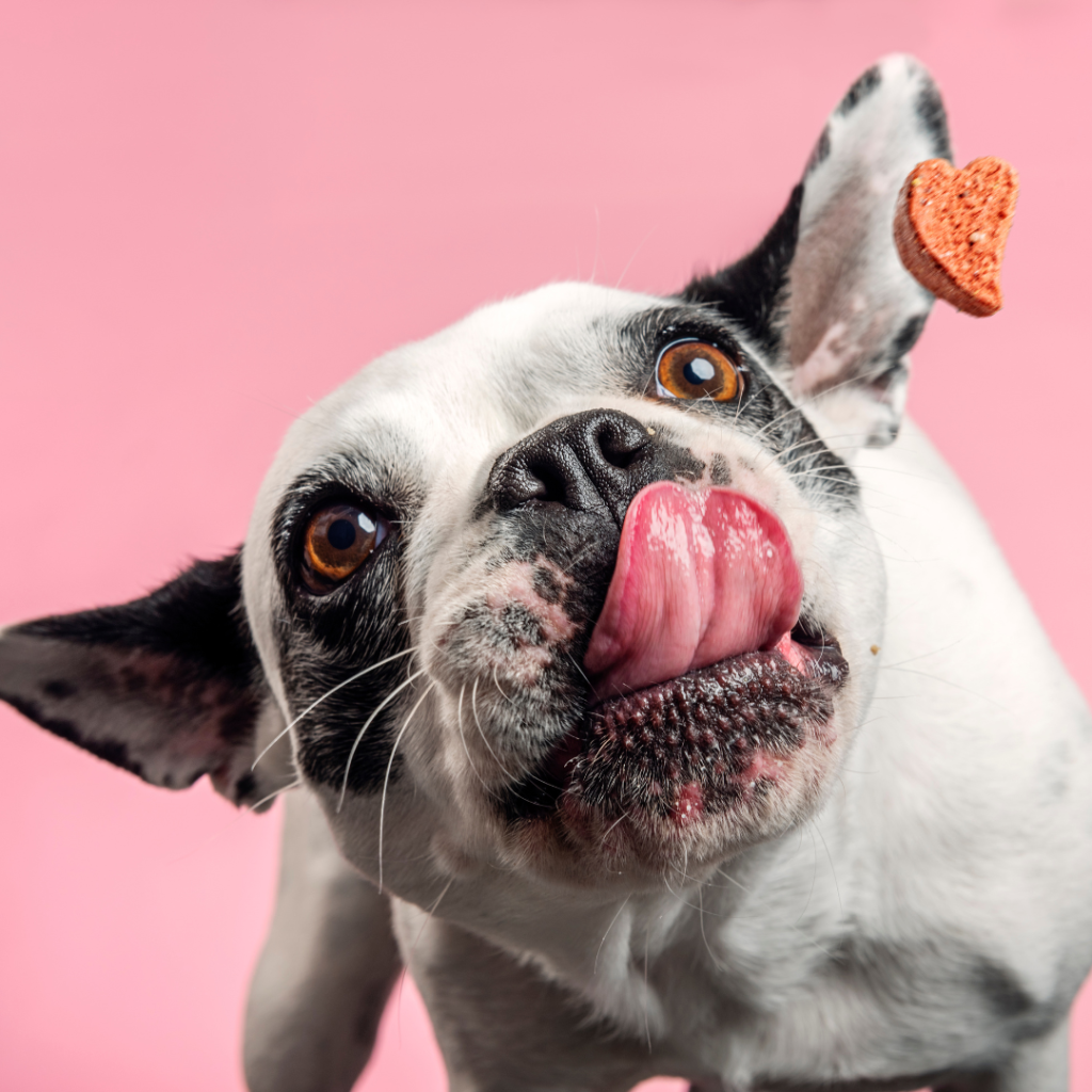 Cómo elegir la mascota ideal para tu estilo de vida