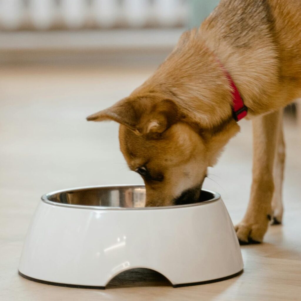 Comida casera para perros y gatos: ¿buena idea o riesgo innecesario?