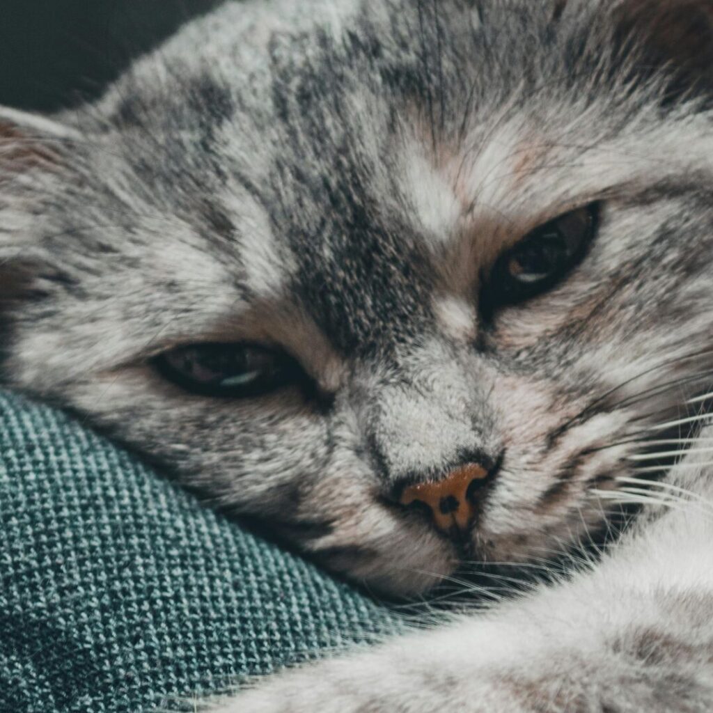 Señales de que tu gato no se siente bien